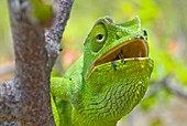 Flap-necked chameleon in a tree