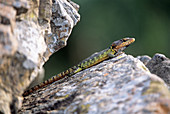 Drakensberg crag lizard