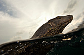 Water monitor lizard