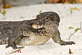 Malayan water monitor lizard