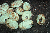 Eggs of the Indian or Burmese python