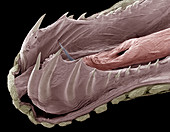 Lower jaw of a python
