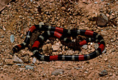 Poisonous coral snake,Micrurus dissoleucus