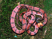 Coiled Pseudofalse coral snake,Tripurnargos sp