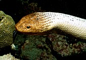 Olive sea snake,Aipysurus laevis