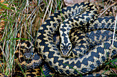 Two adders