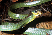 Chironius snake