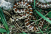 Leopard snake