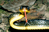 Machete savane snake