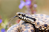 Common adder