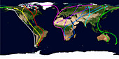 Worldwide bird migration routes