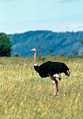 Male ostrich (Struthio camelus) on grassland