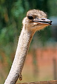 Ostrich