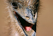 Ostrich