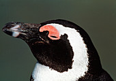 Black-footed penguin