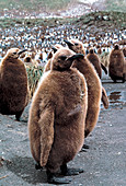 King penguin chicks