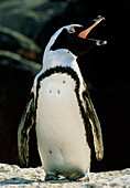 Black-footed penguin