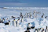 Emperor penguins