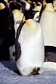 Emperor penguin sheltering chick