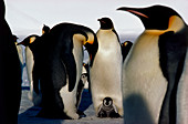 Emperor penguins sheltering chicks