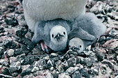 Chinstrap penguin chicks