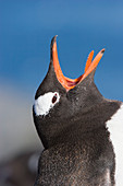 Gentoo penguin calling