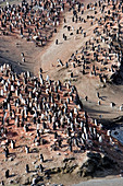 Chinstrap penguin colony