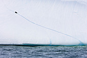 Gentoo penguin climbing an iceberg