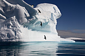Adelie penguins diving into the sea
