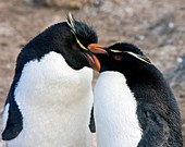 Southern rockhopper penguins courting