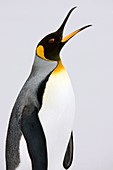 King penguin