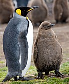 King penguin and chick