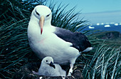Black-browed albatross and chick