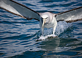 Salvin's albatross