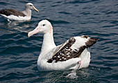 Wandering albatross