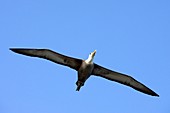 Waved albatross in flight