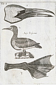 Northern gannet,1684