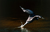 Brown pelican (Pelecanus occidentalis) diving