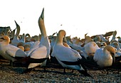 Cape gannets