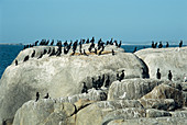 Cape cormorant colony