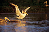 Great white pelican