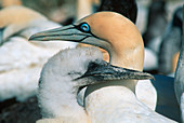 Cape gannets