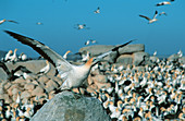 Cape gannet