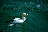 Gannet on water