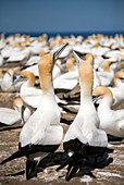 Australasian gannets