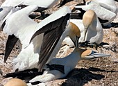 Australasian gannets