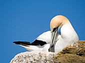 Australasian gannets