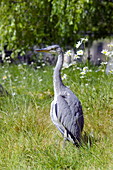 Grey heron