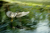 Heron taking off