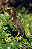 Green heron